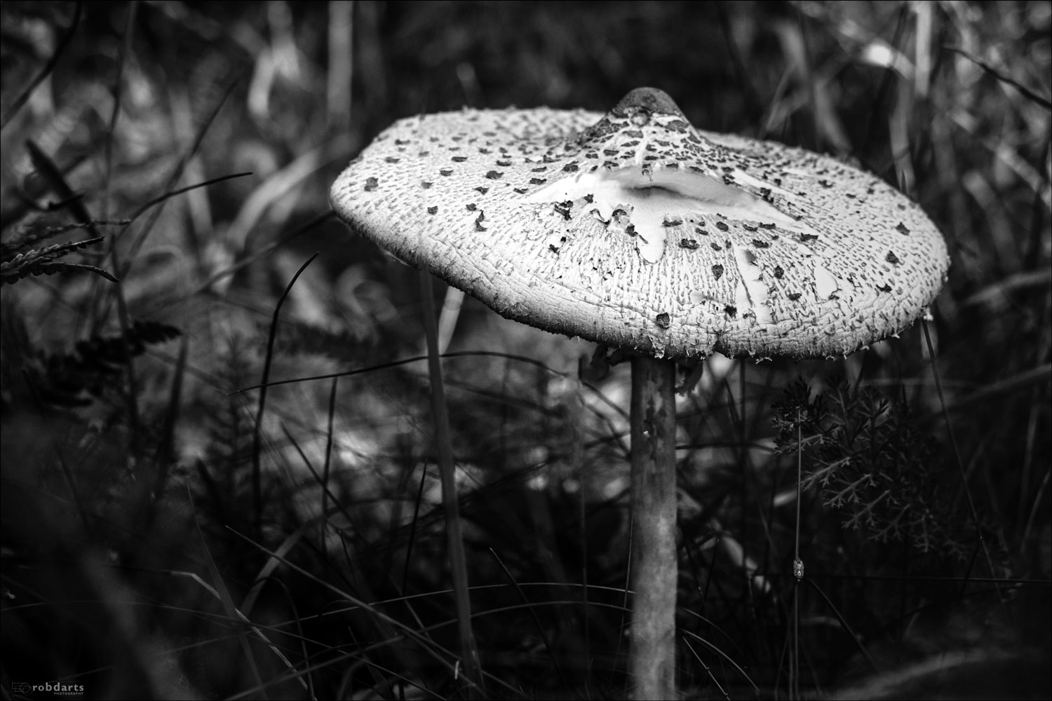 Woodland-Fungi