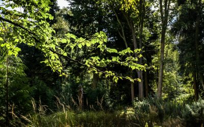 Woodland Walk