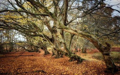 Explore Wretham Heath