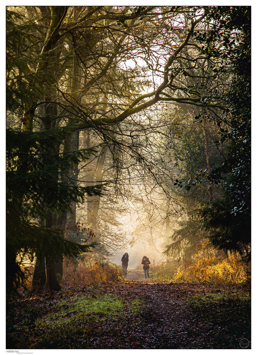 A-Forest-Walk