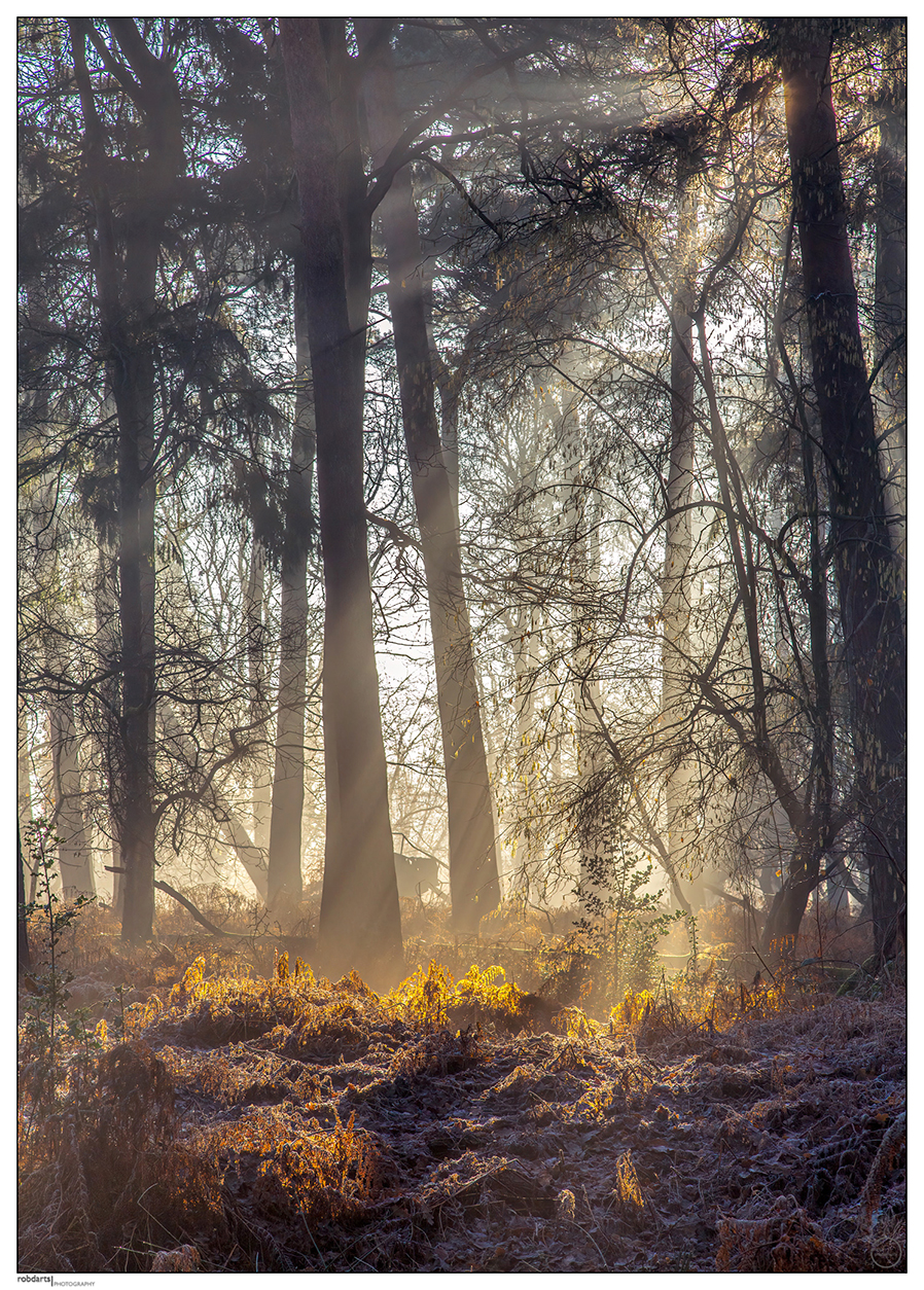 Another-Winter-Woodland-Walk